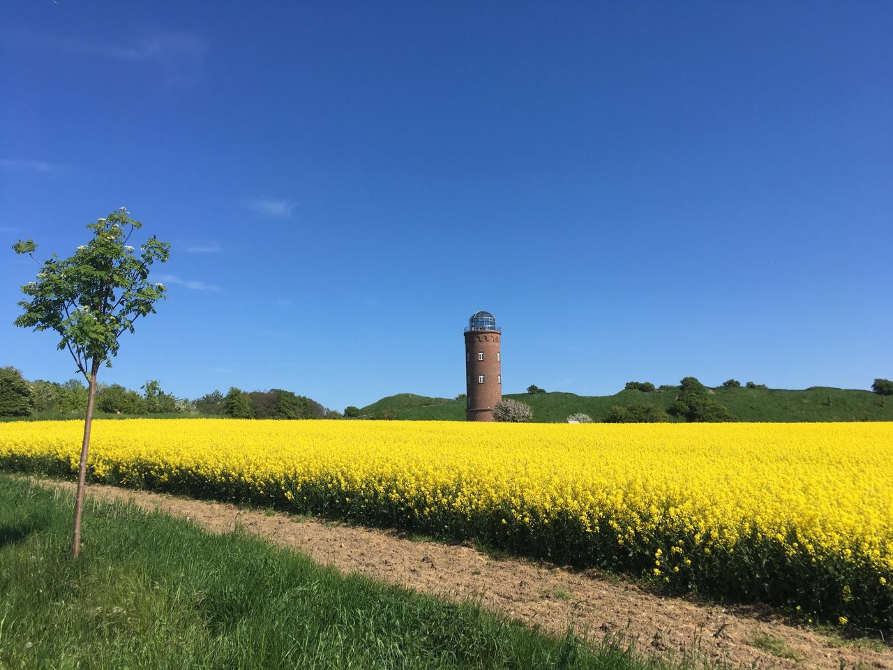 Rügen Island Germany rapeseed fields